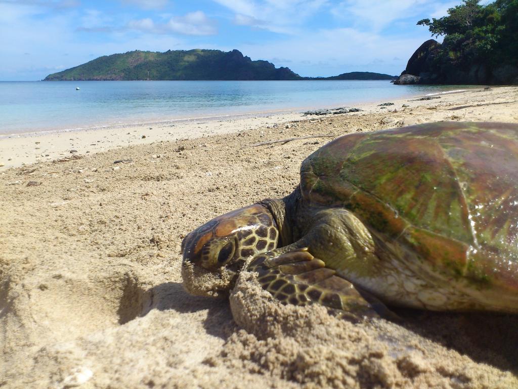Naqalia Lodge Wayasewa Island Экстерьер фото